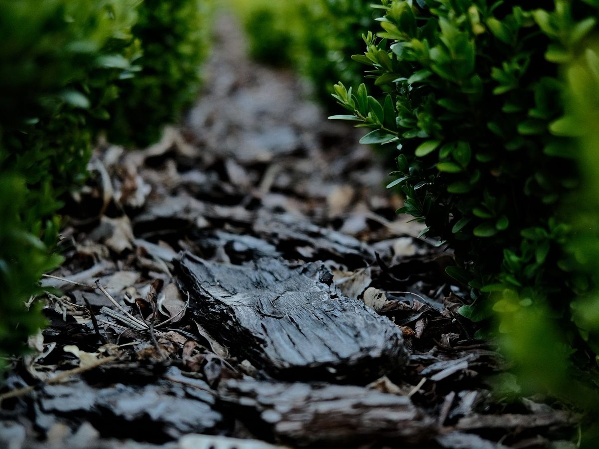 Close-up of a strip of fresh bark-chip mulch running between two neat rows of clipped boxwood
