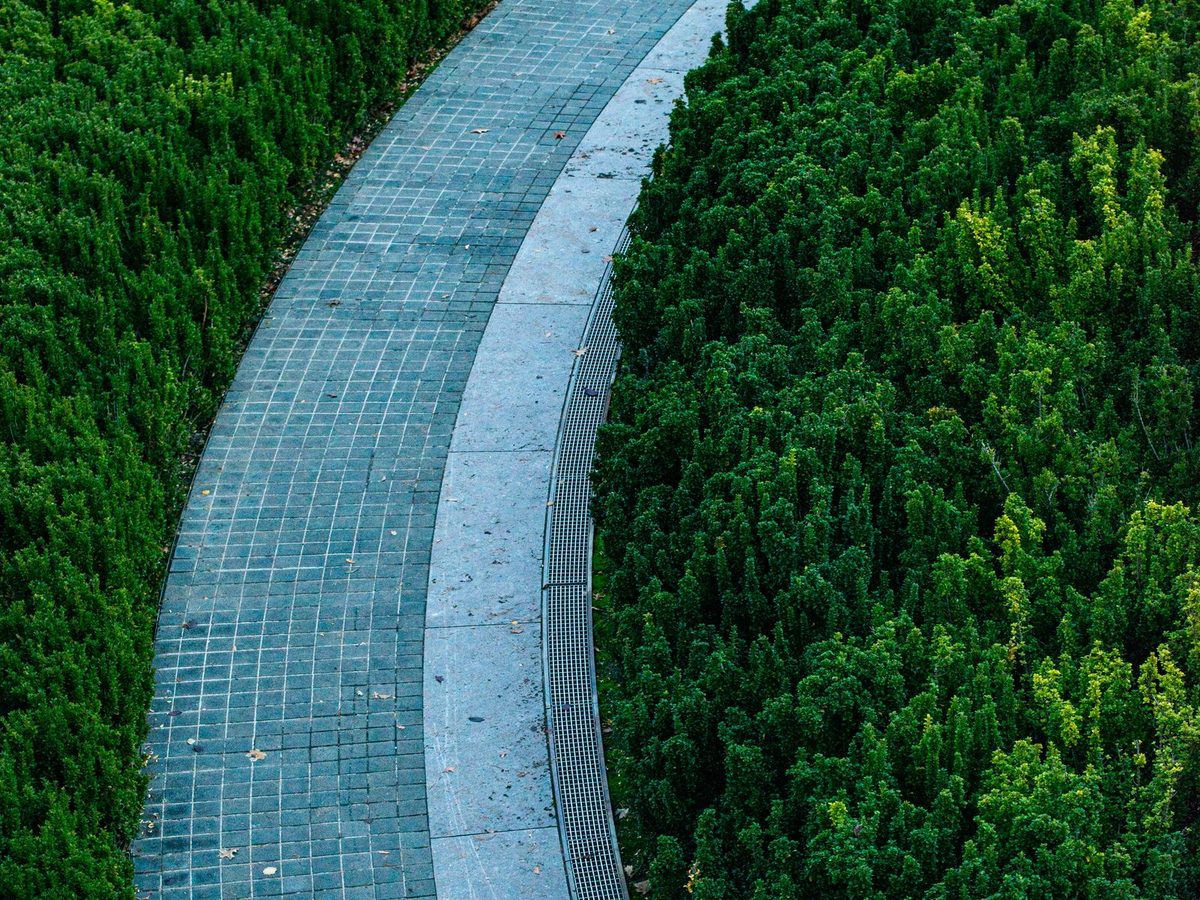 Overhead view of a curved grey paver walkway with a cut-stone kerb and drainage channel, flanked on both sides by dense clipped hedging