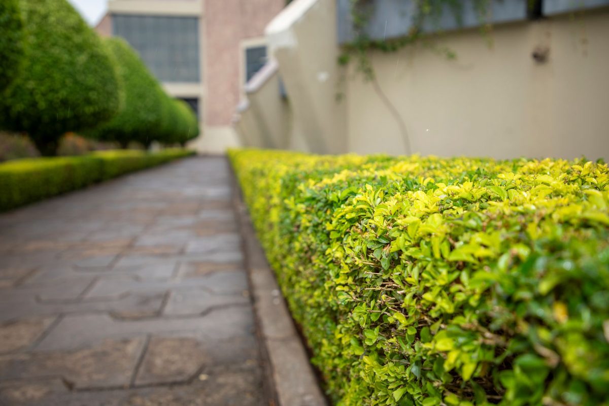A crisply squared hedge edge running beside a stone-paved walkway, with rounded topiary shrubs receding behind it