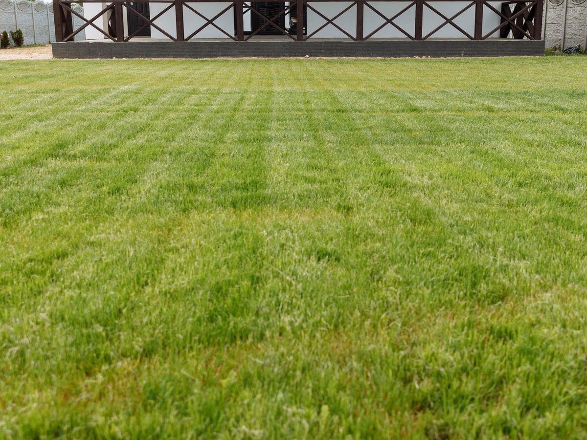 A broad freshly mown lawn with faint mower stripes running up to the timber porch rail of a low white building