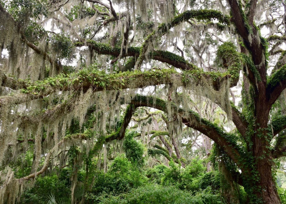 The spreading limbs of a mature live oak draped in Spanish moss, branches carpeted with resurrection ferns above a green understory